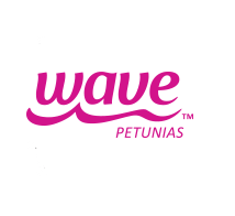 Wave Petunia