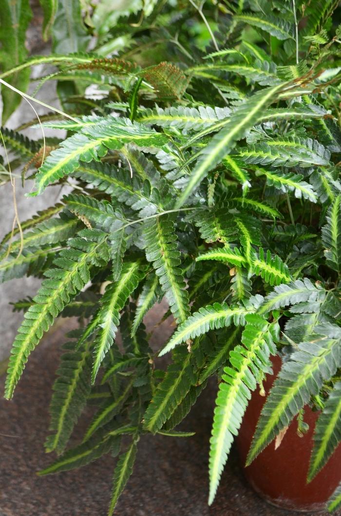 Arachniodes simplicior Variegata