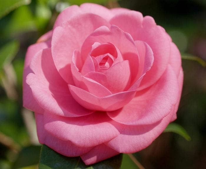Camellia japonica Jerry Hill