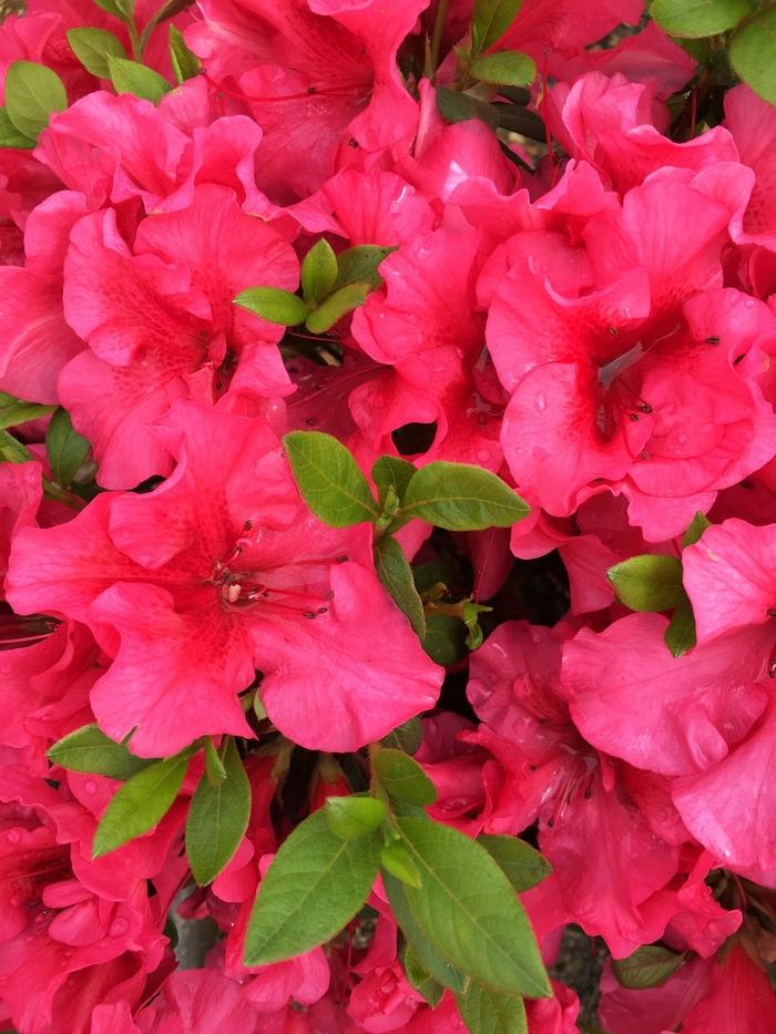 Rhododendron ReBLOOM™ Red Magnificence™