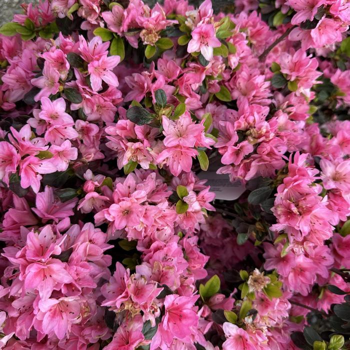 Rhododendron Kurume hybrid Tradition