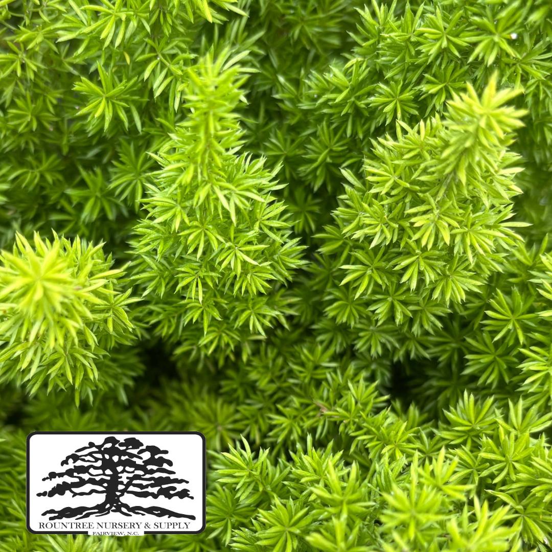 Asparagus densiflorus Myerii
