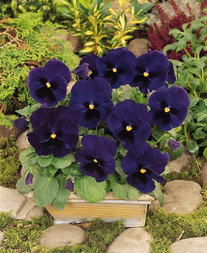 Viola x wittrockiana Matrix® Blue Blotch