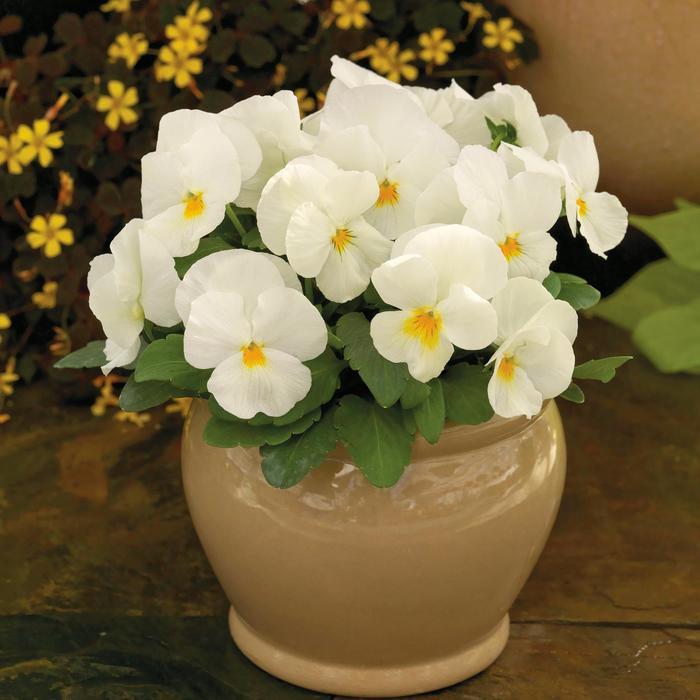 Viola cornuta ColorMax Popcorn