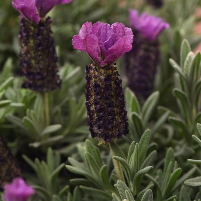 Lavandula stoechas Anouk Purple Medley