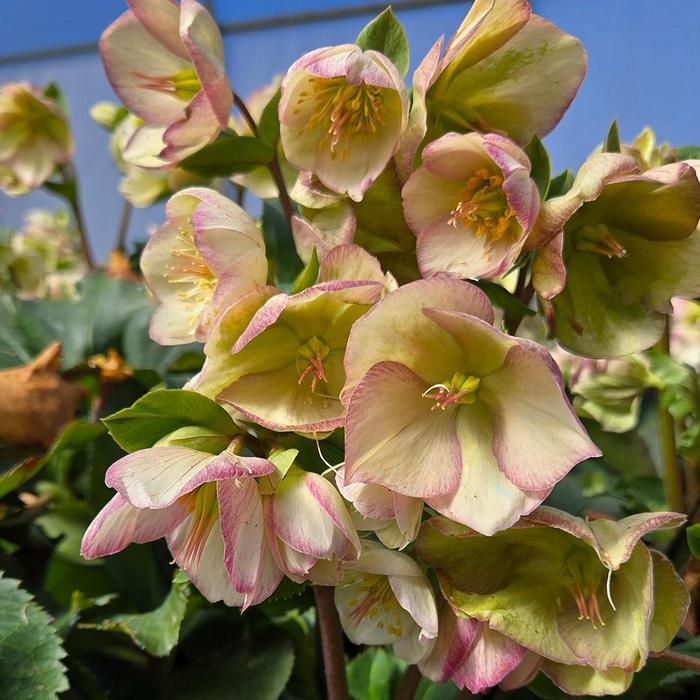 Helleborus HGC&reg; Ice 'n Roses&reg; Picotee
