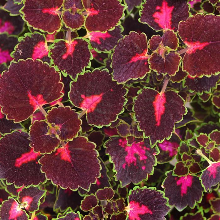 Coleus scutellarioides TrailBlazer™ Road Trip