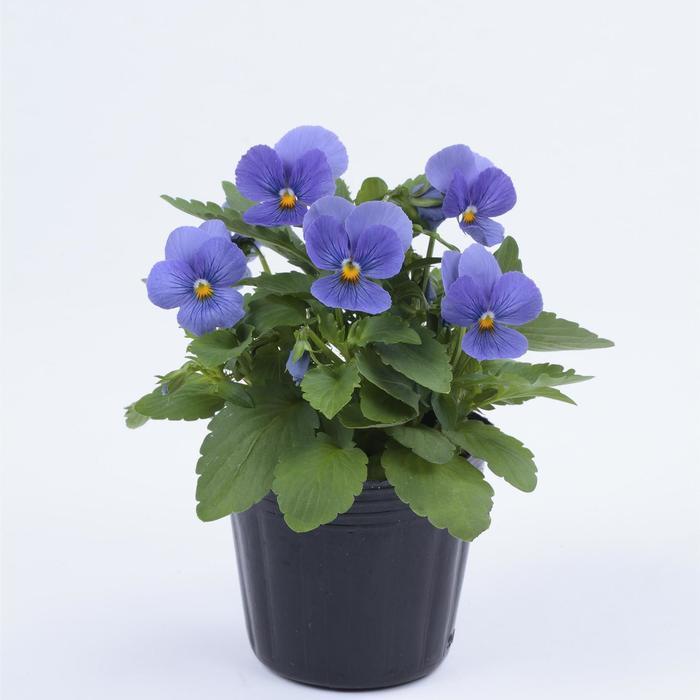 Viola cornuta ColorMax True Blue