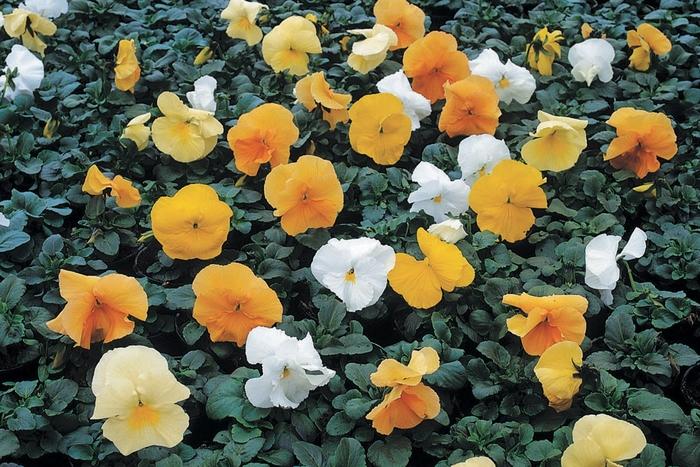 Viola x wittrockiana Delta™ Citrus Mix