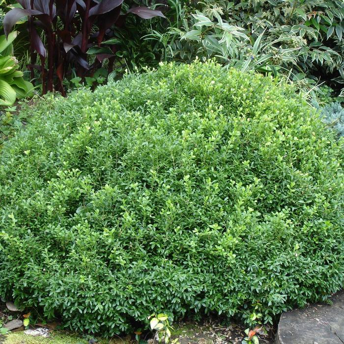 Buxus sinica var. insularis NewGen Liberty Belle&trade; 