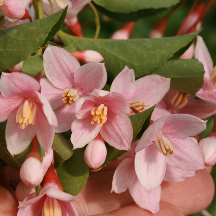 Styrax japonicus Marley's Pink Parasol&reg; 