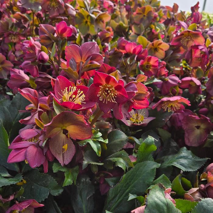 Helleborus HGC&reg; Ice 'n Roses&reg; Red