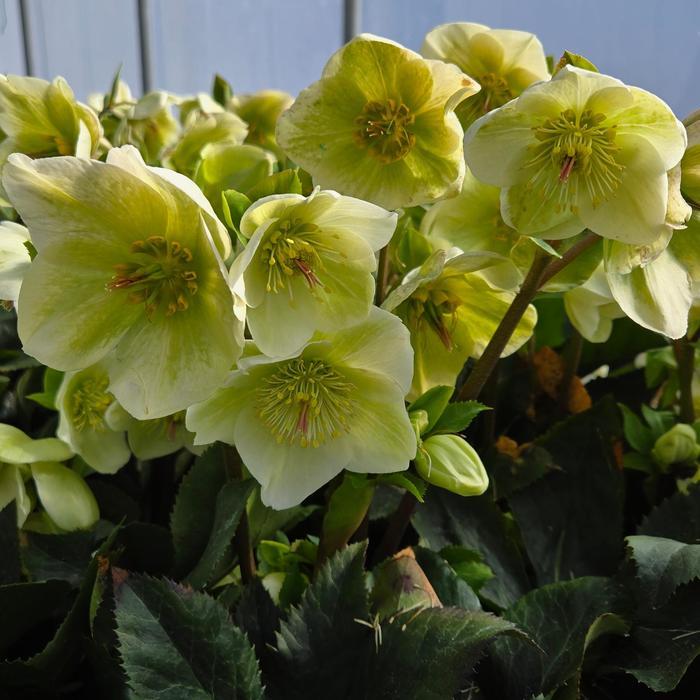 Helleborus HGC&reg; Ice 'n Roses&reg; White