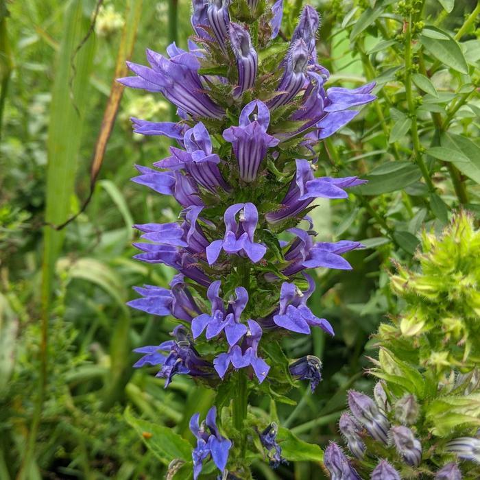 Lobelia siphilitica 