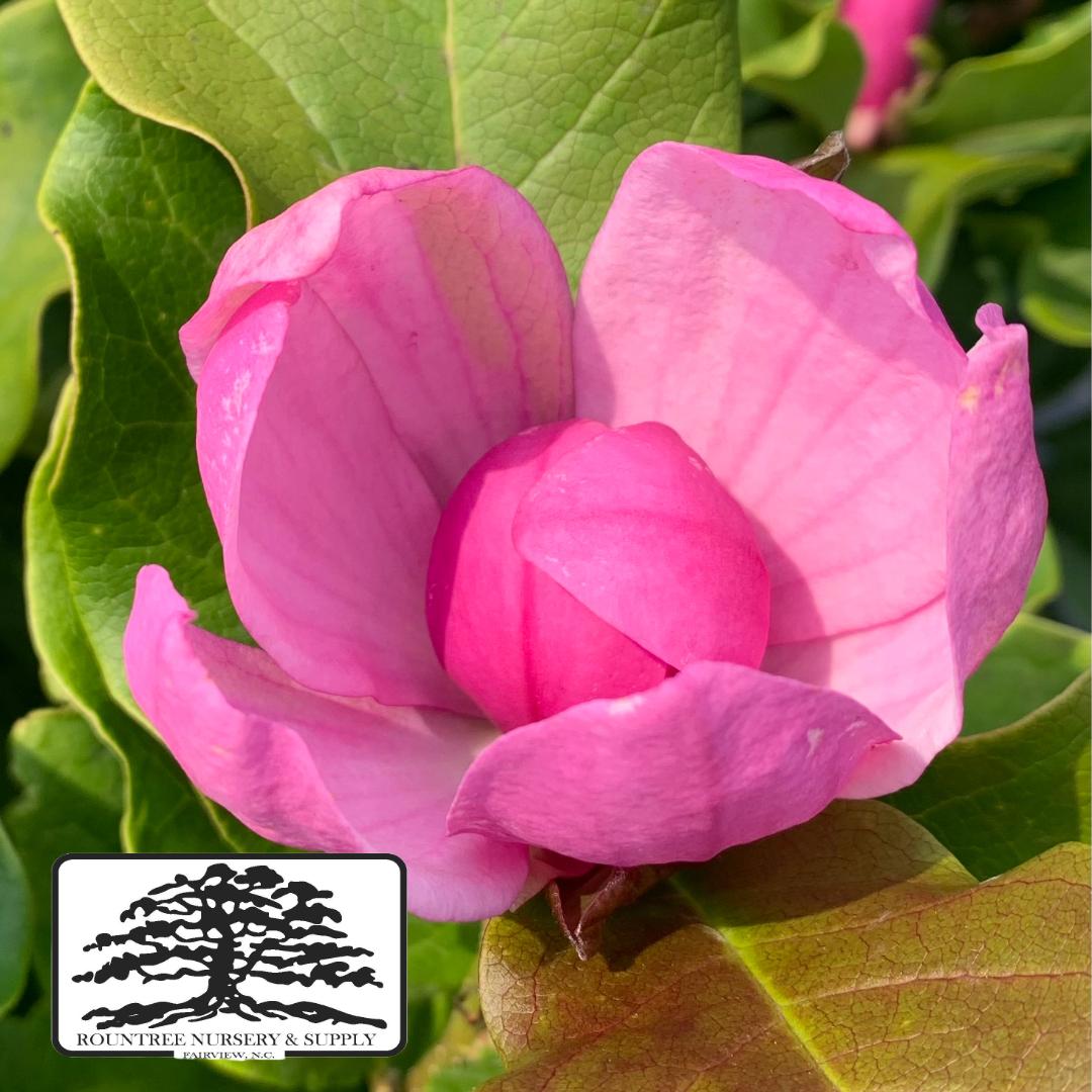 Magnolia Little Girl Jane