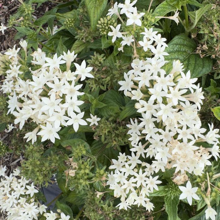Pentas lanceolata Graffiti&reg; White