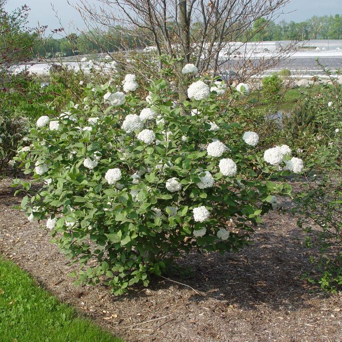 Viburnum x carlcephalum 
