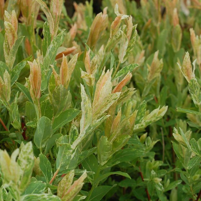 Salix integra Hakuro-Nishiki