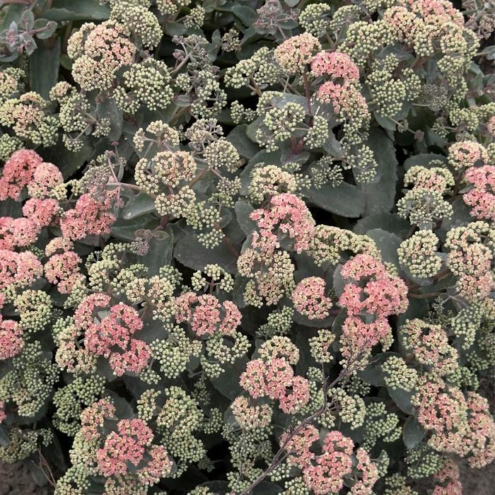 Sedum Rock 'N Grow® Coraljade
