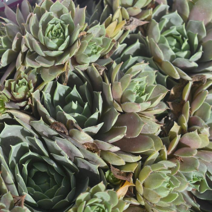 Sempervivum Pacific Blue Ice