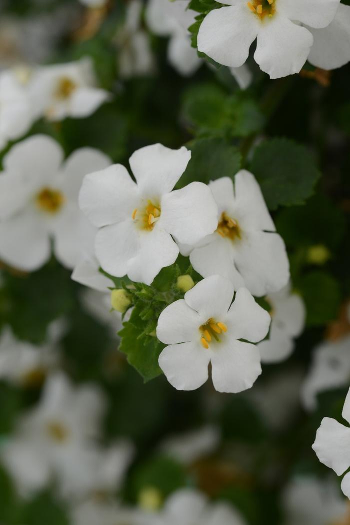 Sutera cordata MegaCopa™ White