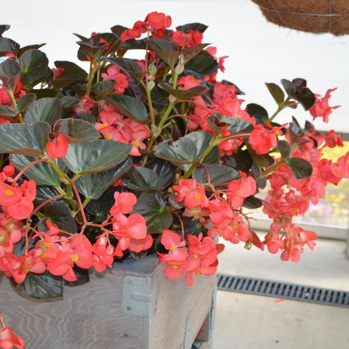 Begonia x benariensis Big™ Red Bronze Leaf
