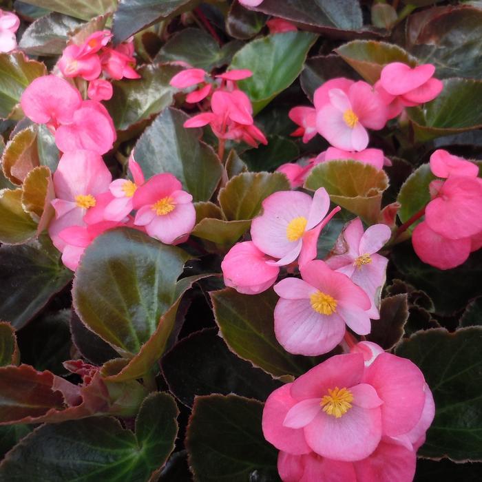 Begonia x benariensis Big™ Rose Bronze Leaf