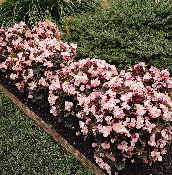 Begonia semperflorens Harmony Pink