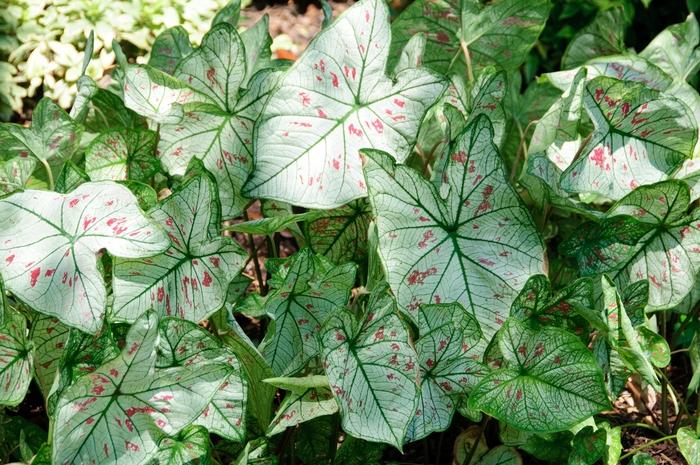 Caladium Strawberry Star