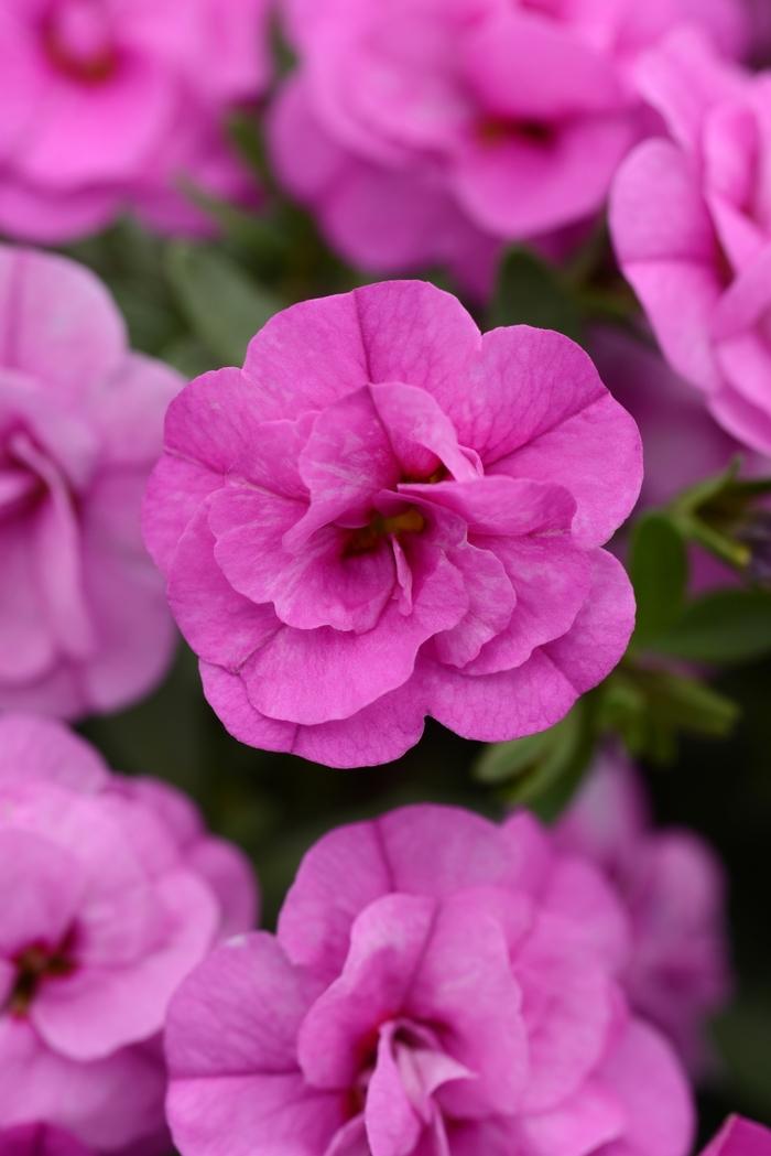Calibrachoa MiniFamous® Double Pink