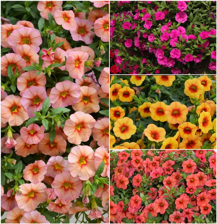 Calibrachoa MiniFamous® Series