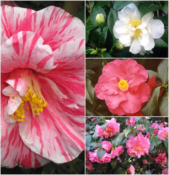 Camellia Multiple Varieties