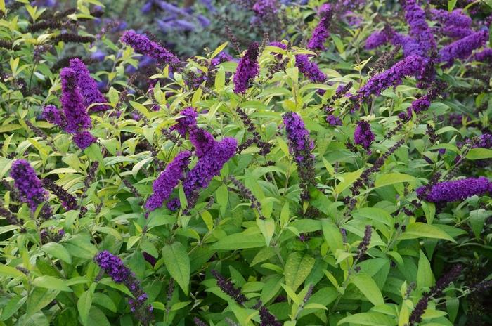 Buddleia davidii Monarch® Crown Jewels