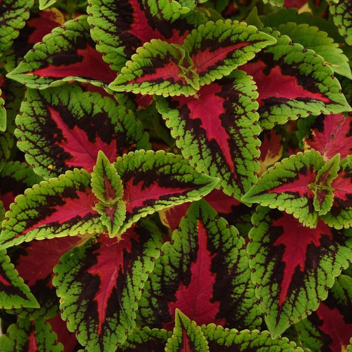 Coleus scutellarioides Volcanica™ French Quarter Improved