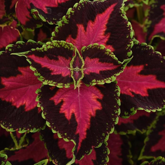 Coleus scutellarioides Ignite™ Heartbreaker