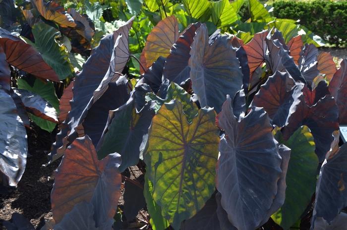 Colocasia esculenta Black Ruffles