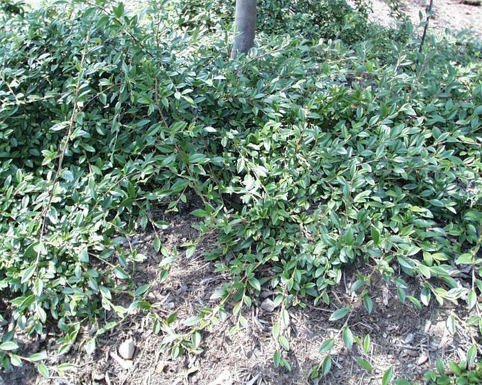 Cotoneaster salicifolius Repens