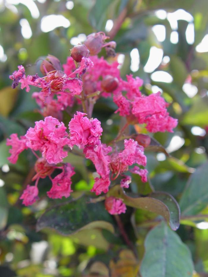 Lagerstroemia indica Pink Velour&reg;