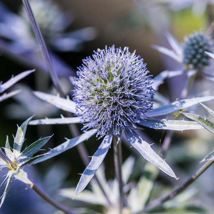 Eryngium planum Blue Hobbit