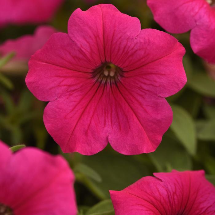 Petunia Easy Wave® Rose