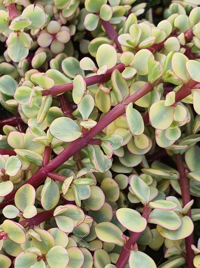 Portulacaria afra Variegata