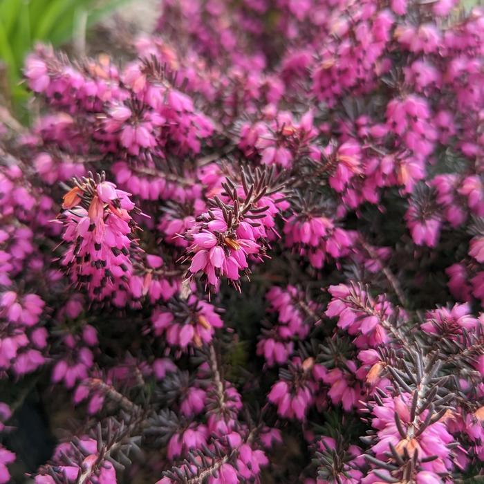 Erica darleyensis Kramer's Red