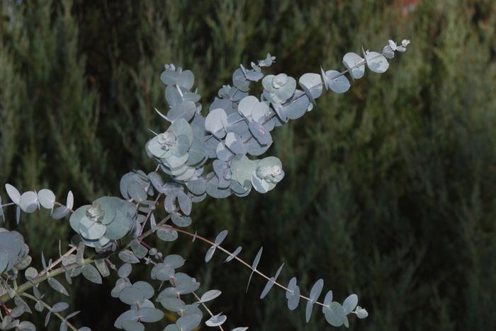Eucalyptus cinerea 
