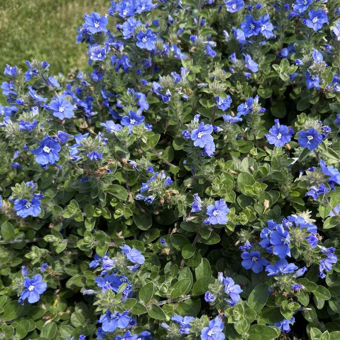 Evolvulus Blue My Mind® XL