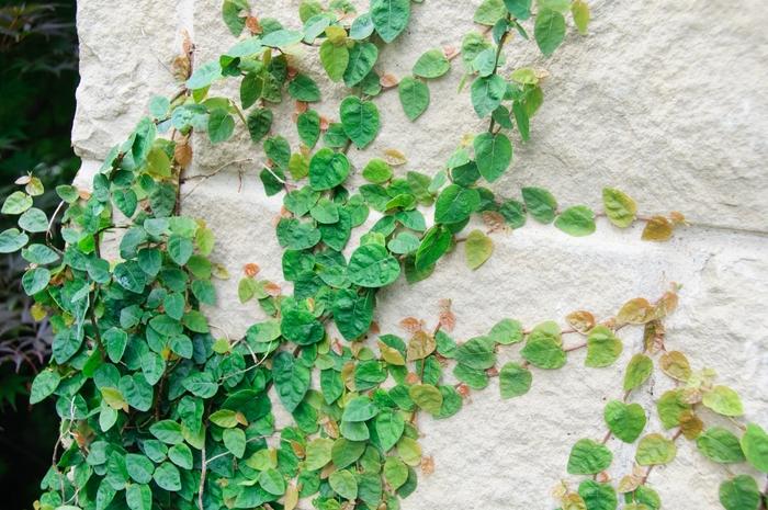Ficus pumila 