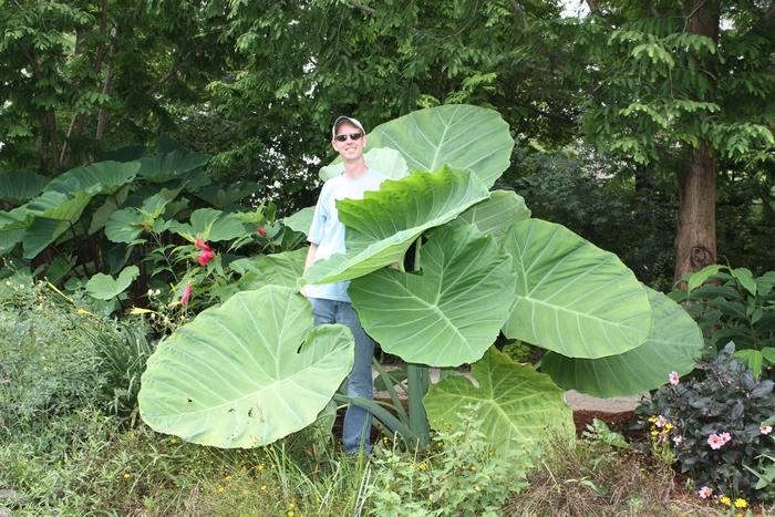 Colocasia gigantea Thailand Giant