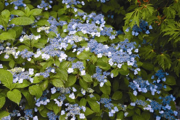 Hydrangea serrata Blue Billow