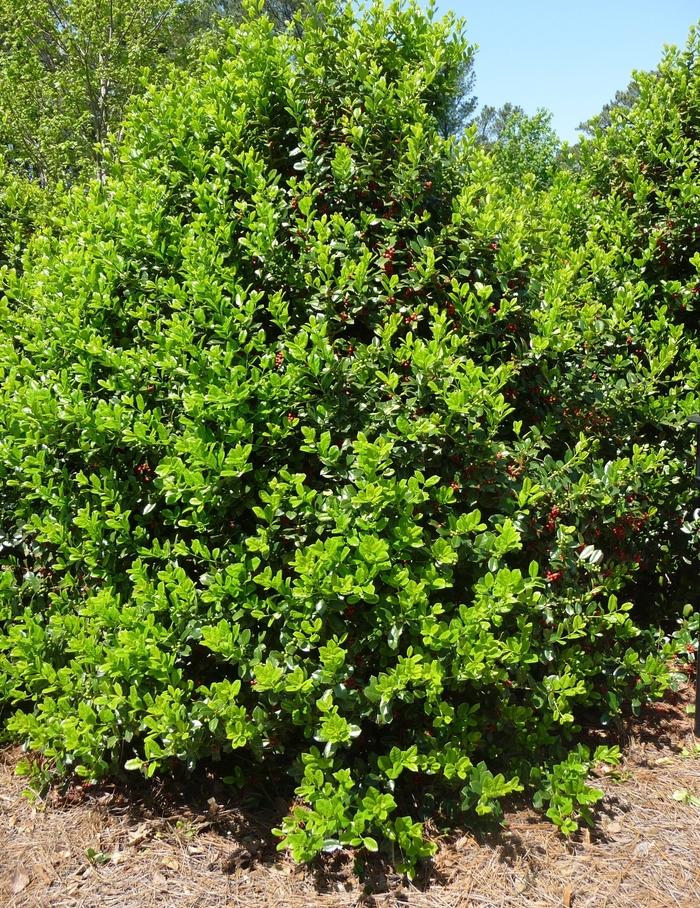 Ilex cornuta Burfordii Nana