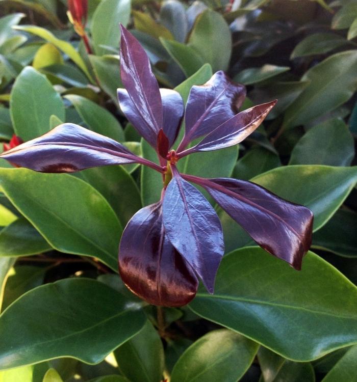 Illicium anisatum Purple Glaze