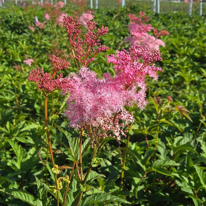 Filipendula rubra Venusta